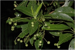 Acronychia pedunculata